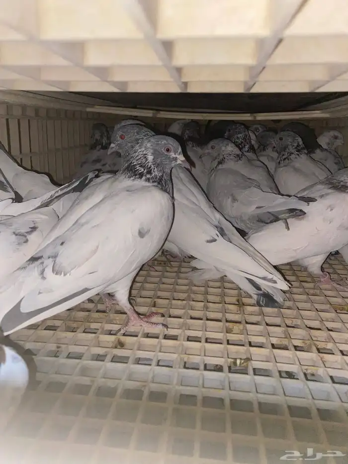 حمام باكستاني 3