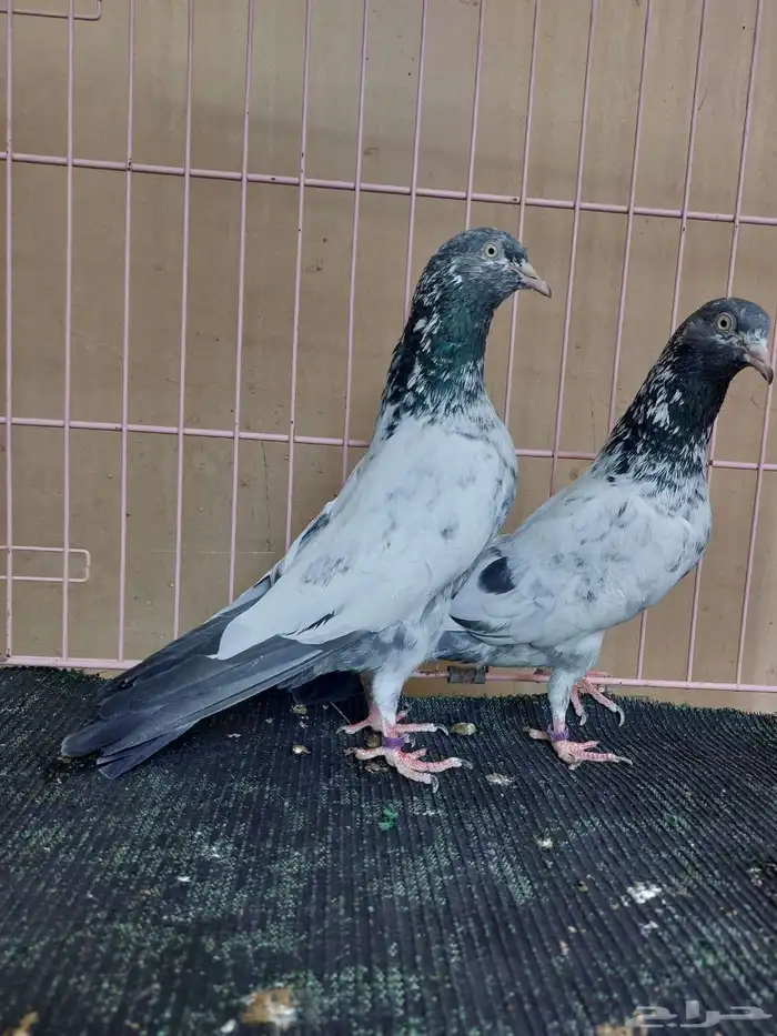 زوج سهران بوري بأنتاجه 2