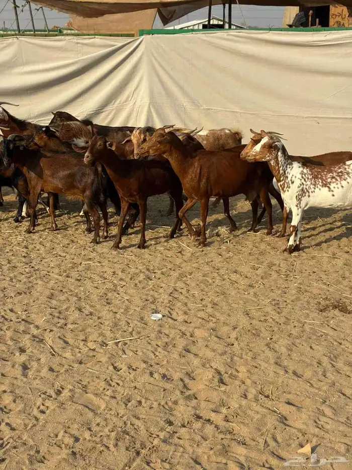 20 ماعز محايليه بالفحل صغار أسنان يتبعها 2 بهم والباقي دفيع 5