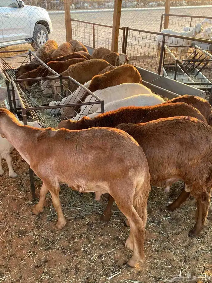 سواكن مرابي طيبه 1