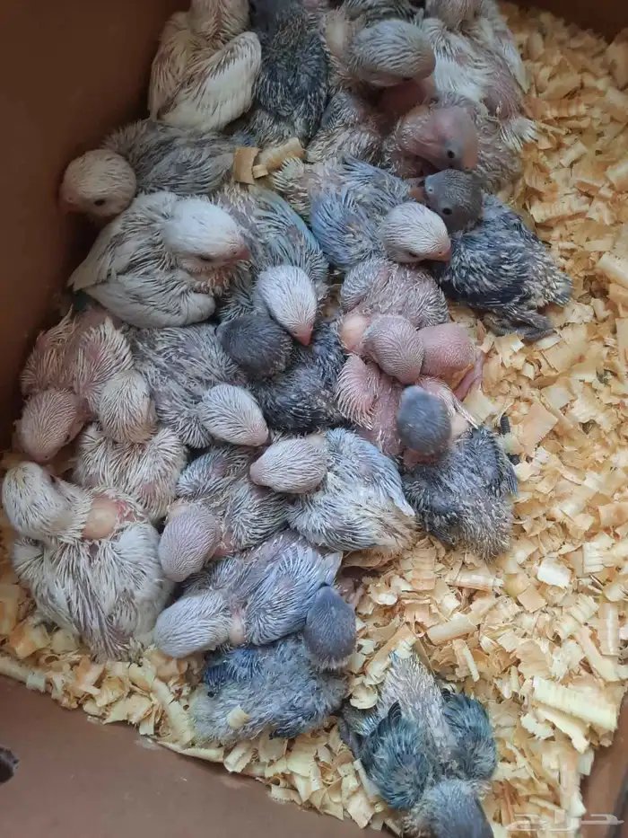 فروخ روز ماشاء الله 25 فرخ 1