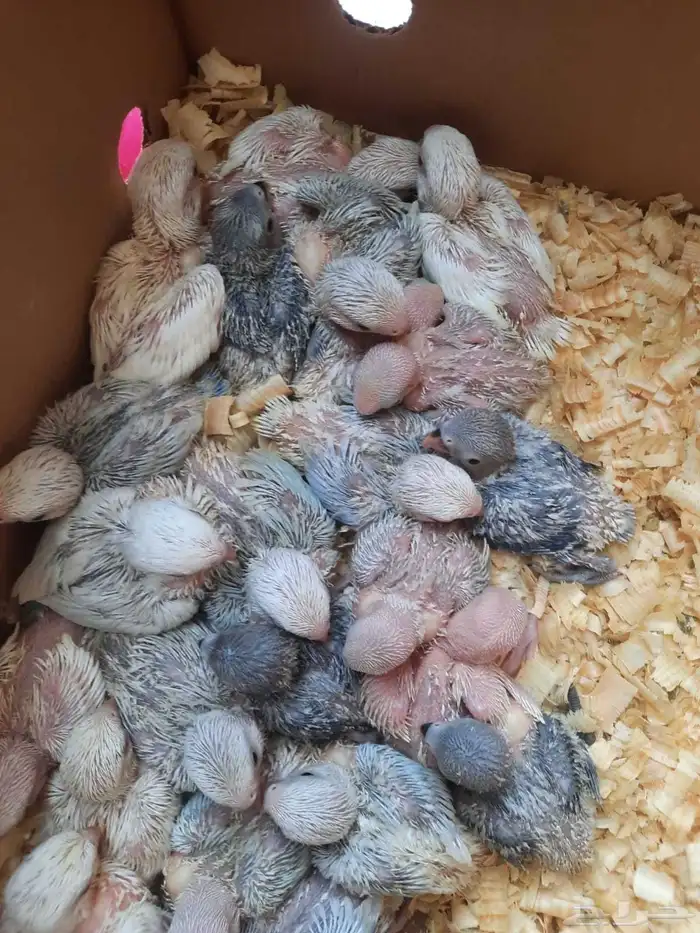 فروخ روز ماشاء الله 25 فرخ 2