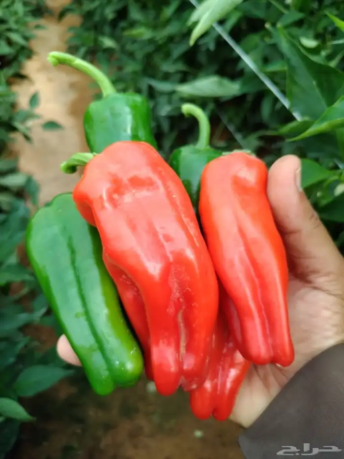 فرصة استثمار واعدة للجادين 2