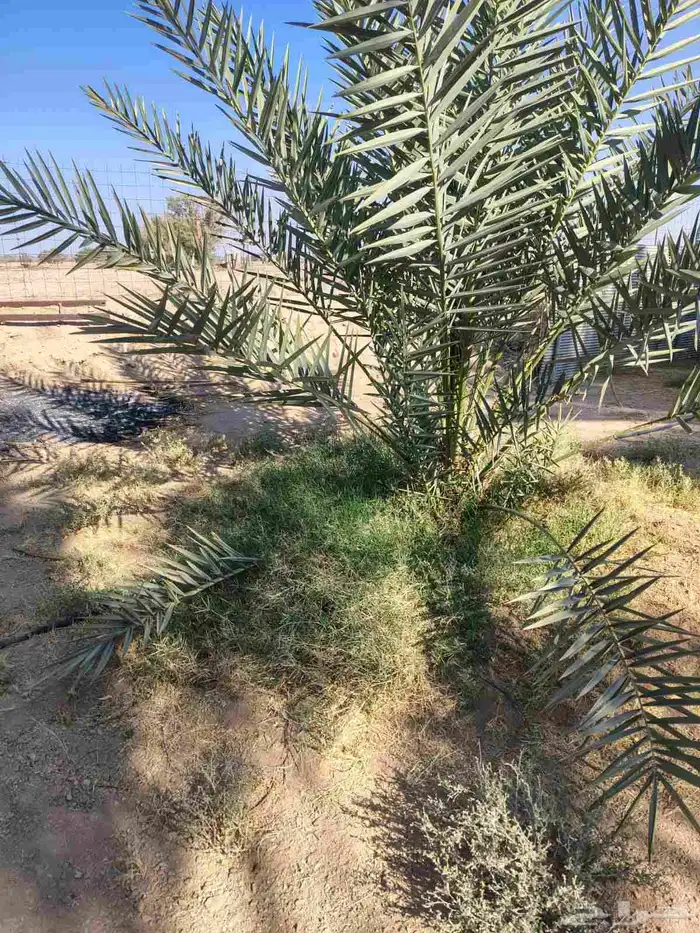 نقايل شحل واحد سلج مع قشع 300 ريا 0