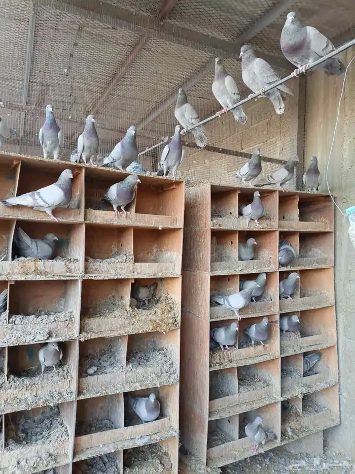 أبو مكه لفرز الحمام 0