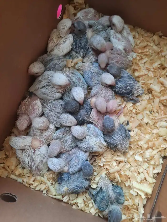 فروخ روز ماشاء الله 25 فرخ 0