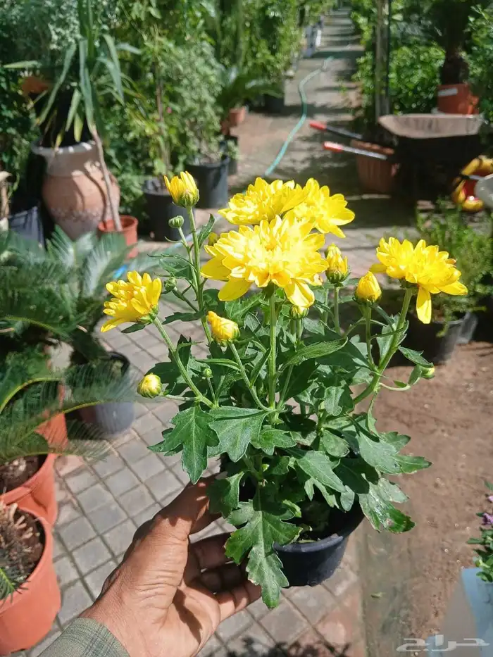 مزارع ومنسق حدائق 5