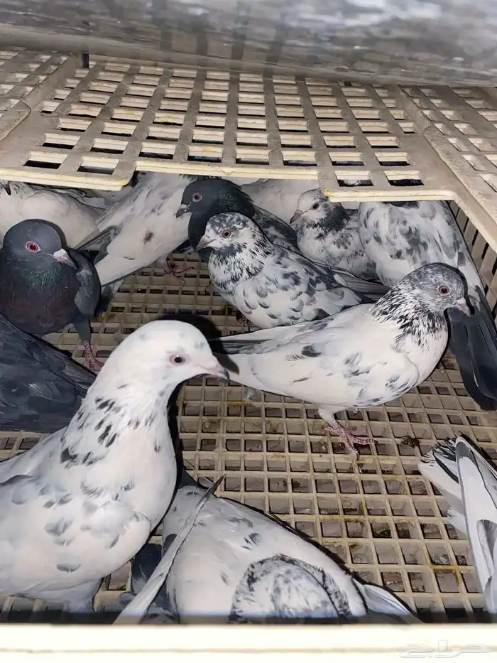 حمام باكستاني 2