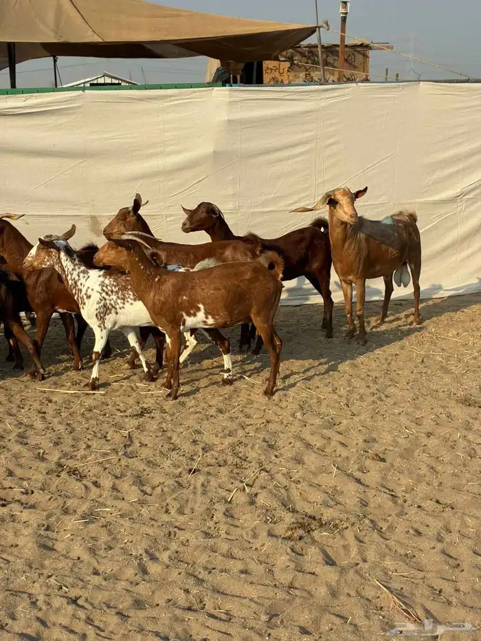 20 ماعز محايليه بالفحل صغار أسنان يتبعها 2 بهم والباقي دفيع 2