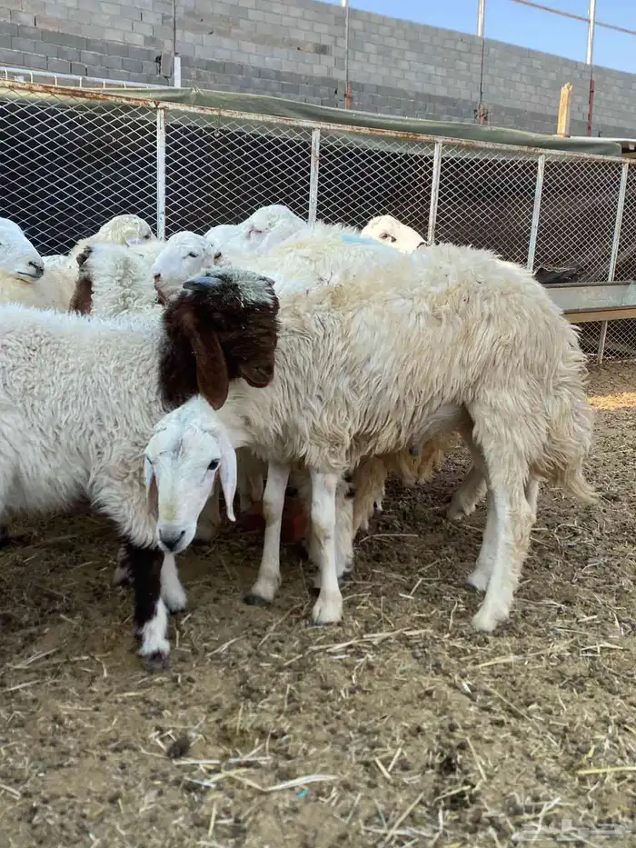 بهم حري و هجين 3