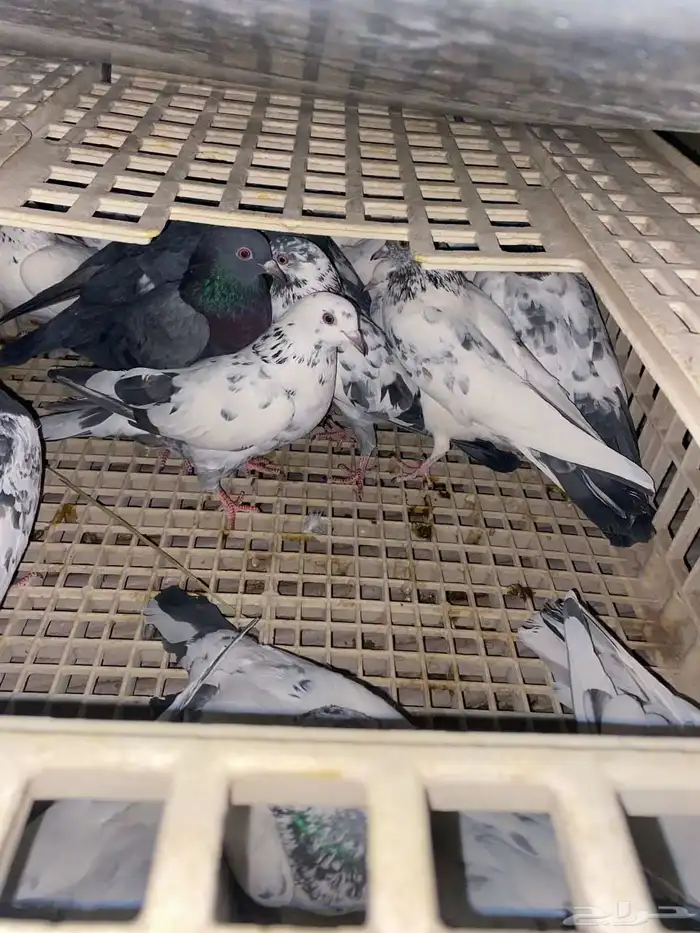 حمام باكستاني 1