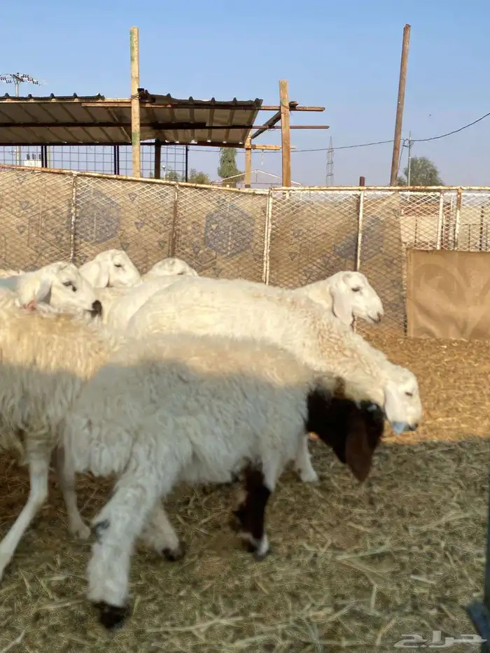 بهم حري و هجين 4