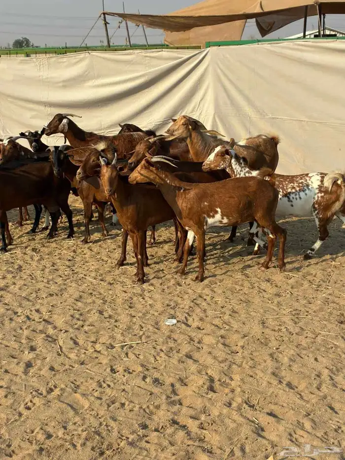 20 ماعز محايليه بالفحل صغار أسنان يتبعها 2 بهم والباقي دفيع 7