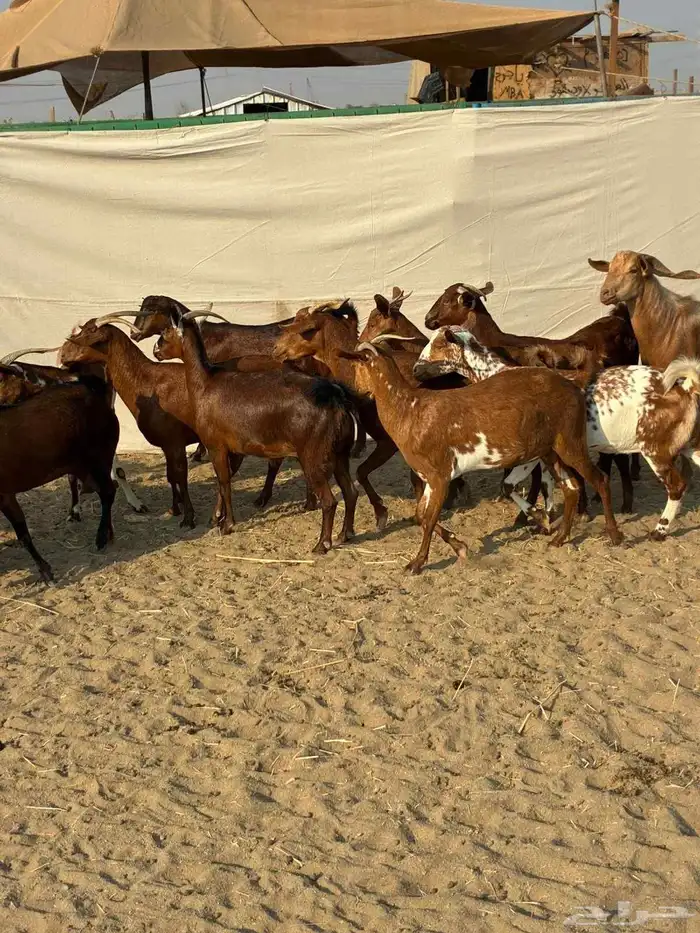 20 ماعز محايليه بالفحل صغار أسنان يتبعها 2 بهم والباقي دفيع 1