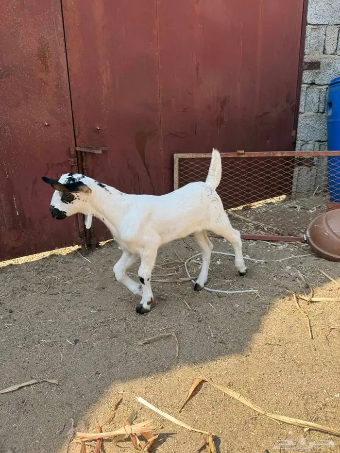 مشروع بيشي فاخر 4