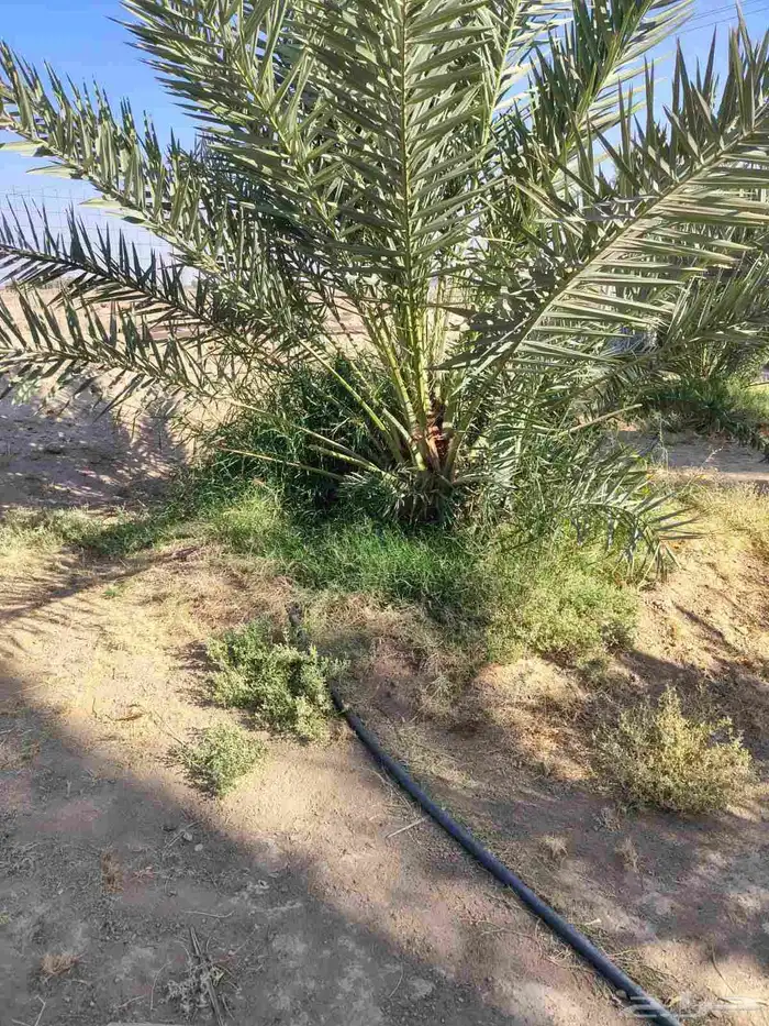 نقايل شحل واحد سلج مع قشع 300 ريا 2