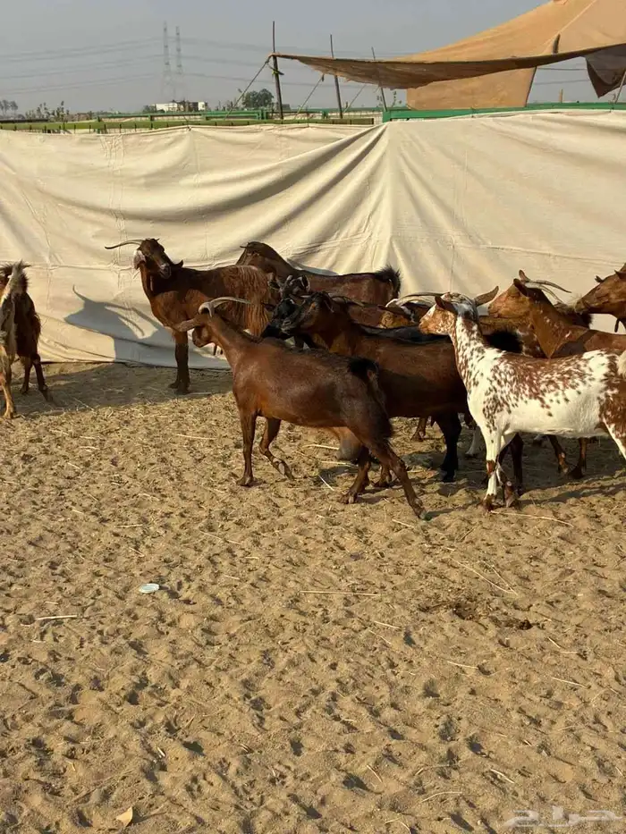 20 ماعز محايليه بالفحل صغار أسنان يتبعها 2 بهم والباقي دفيع 3