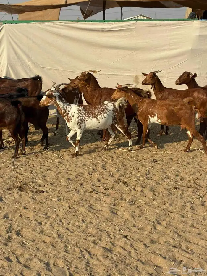 20 ماعز محايليه بالفحل صغار أسنان يتبعها 2 بهم والباقي دفيع 0