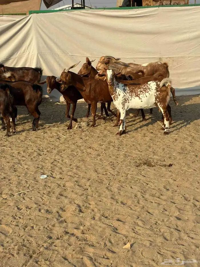 20 ماعز محايليه بالفحل صغار أسنان يتبعها 2 بهم والباقي دفيع 6