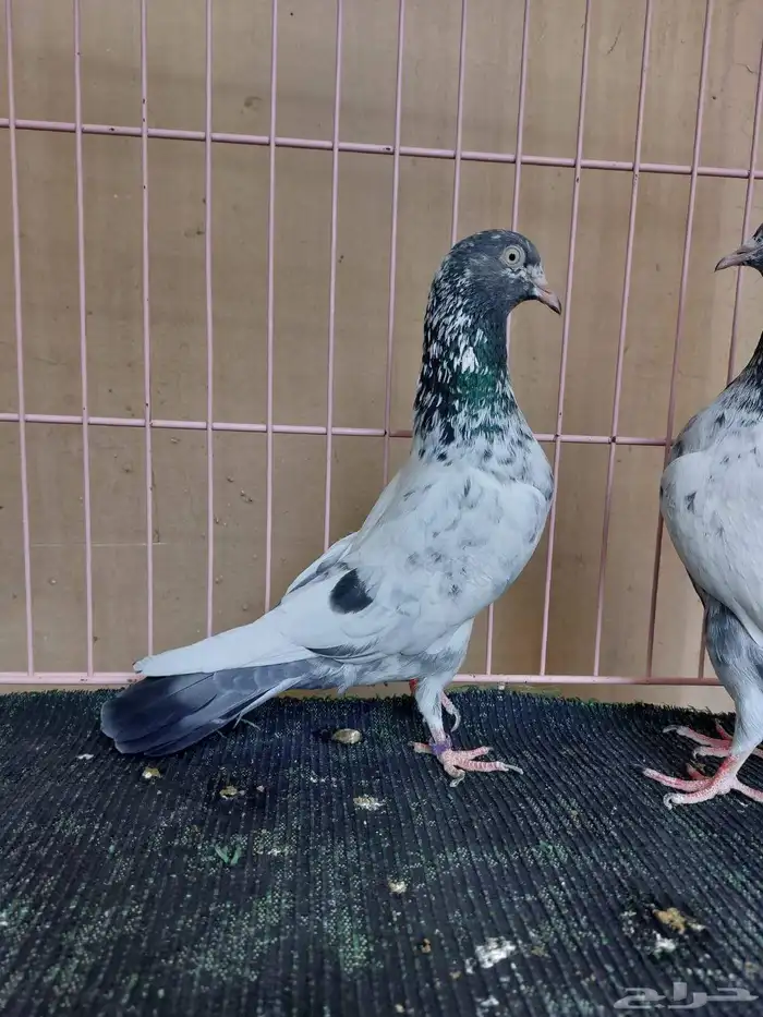 زوج سهران بوري بأنتاجه 1