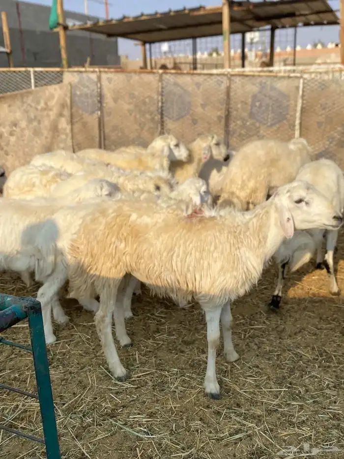 بهم حري و هجين 0