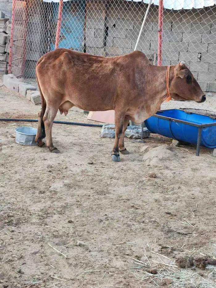 بقرة للبيع 0