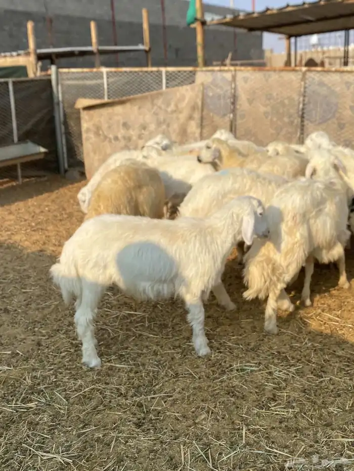 بهم حري و هجين 1