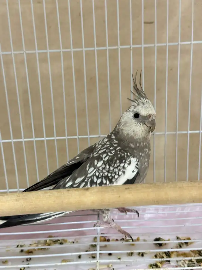 كروان انثى منتجة 0