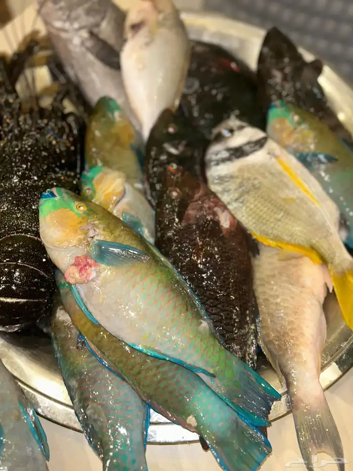 اسماك صيد اليوم 7