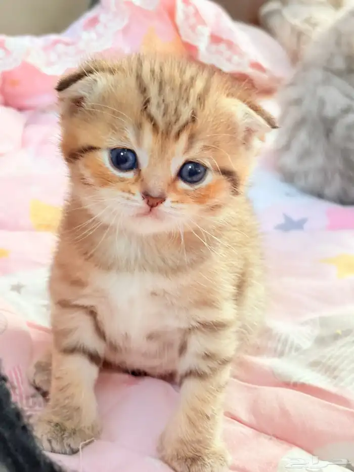 سكوتش فولد للبيع 4