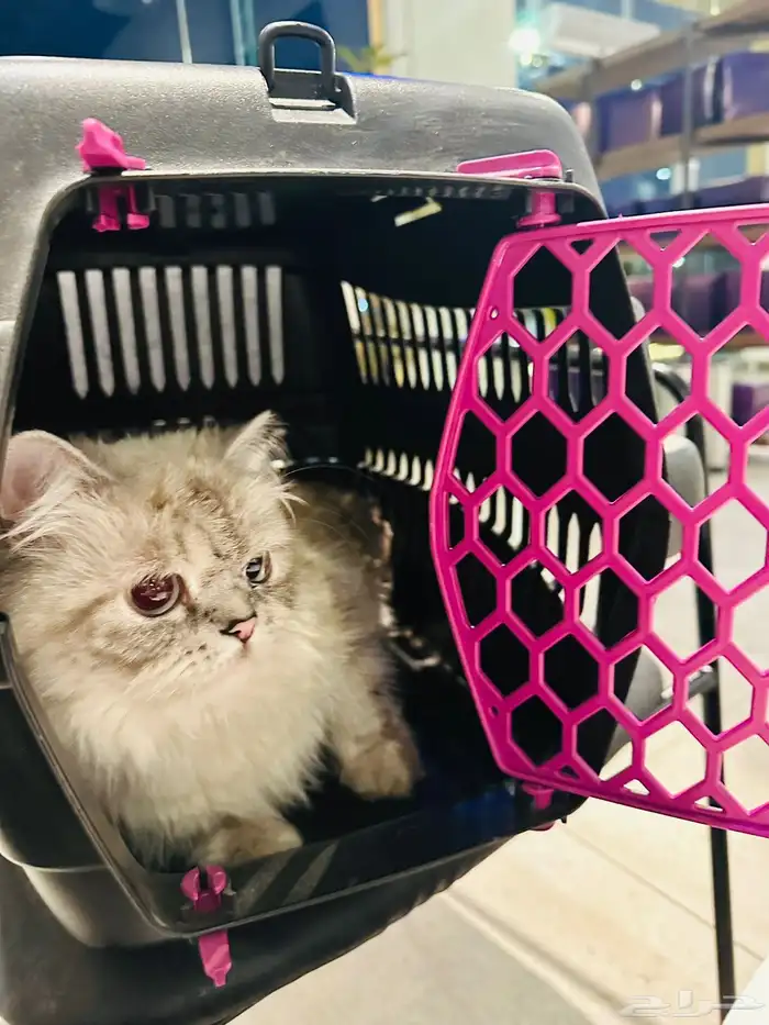 قطة شرازي هملايا للتبني في الرياض (حي العارض) 3