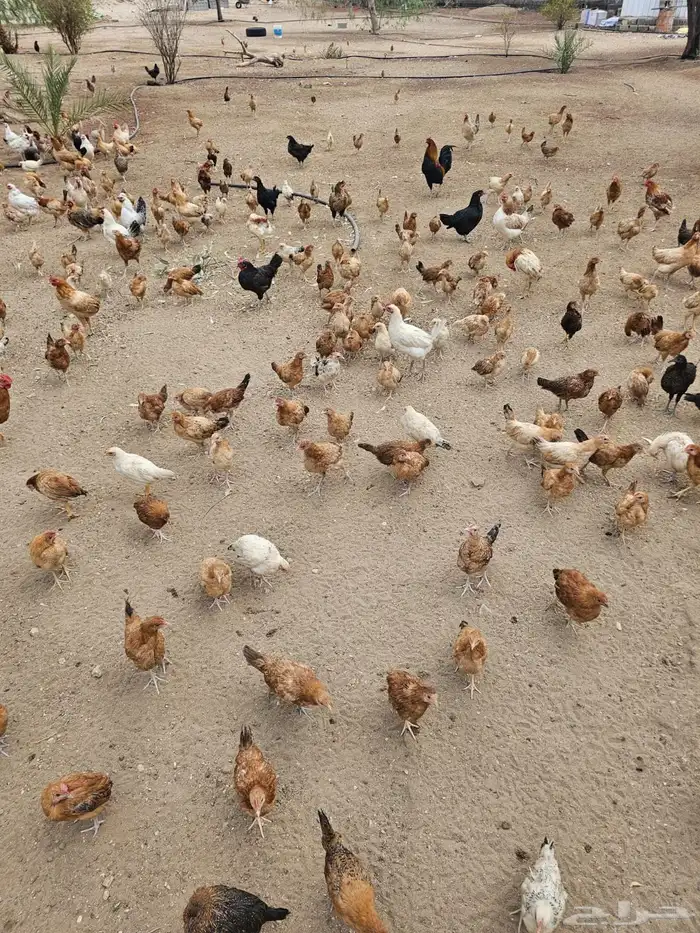 دجاج بشاير وديوك بلدي 1