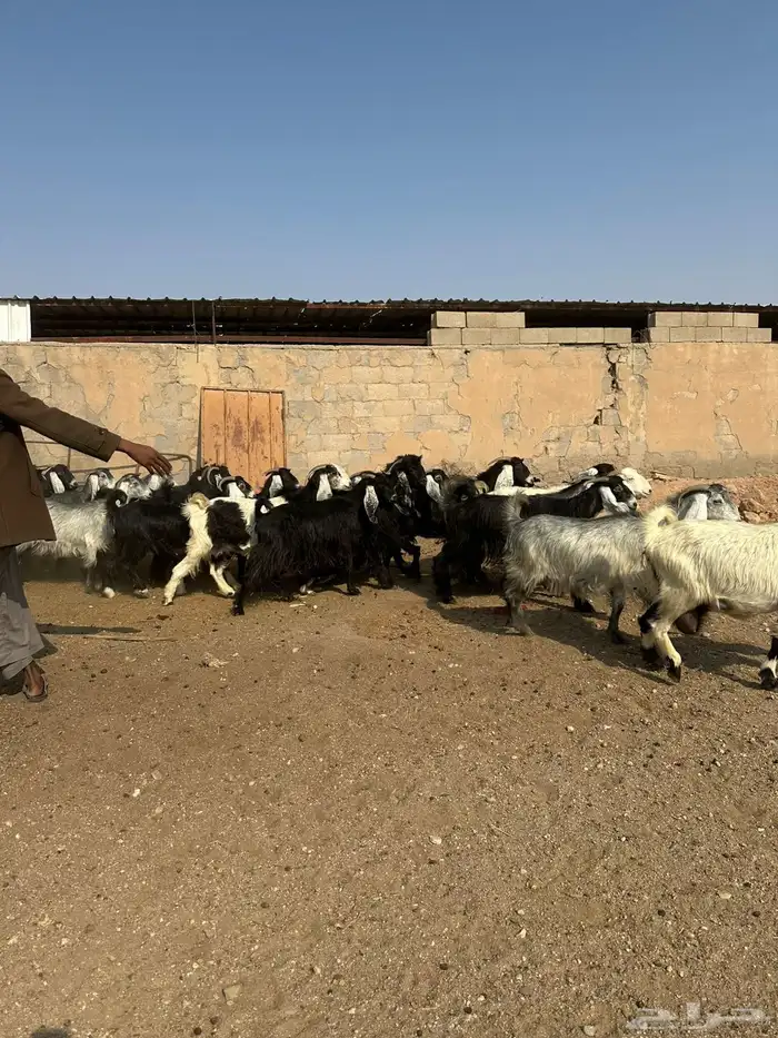 معزاء طيبه اللبييع 2