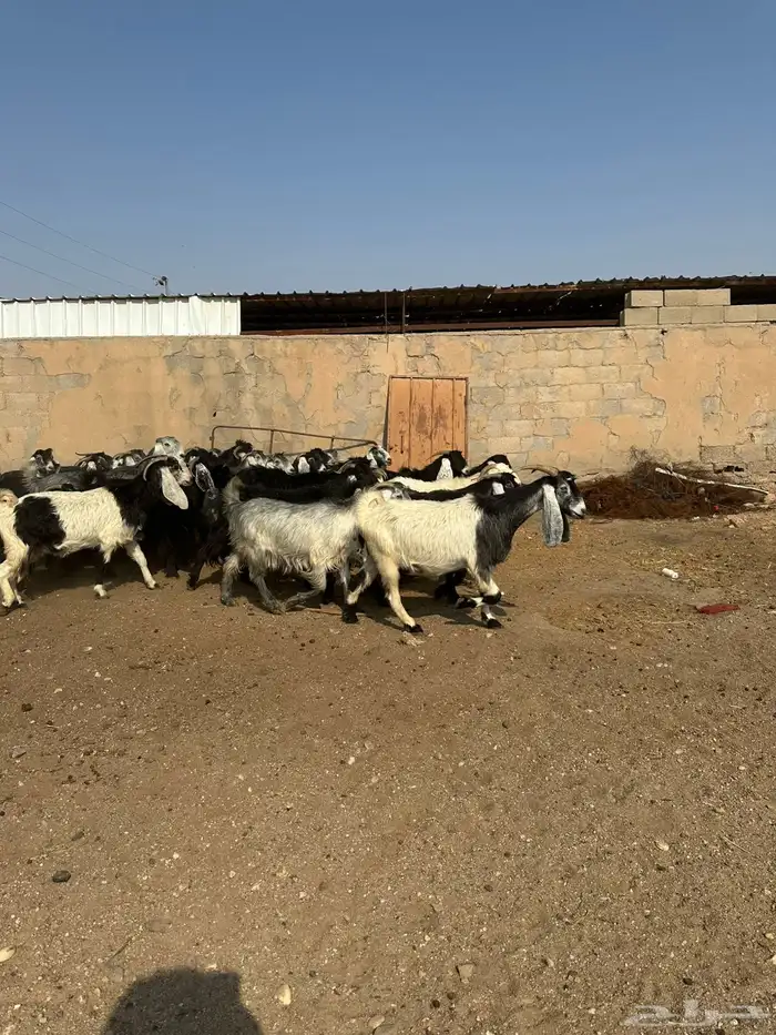 معزاء طيبه اللبييع 11