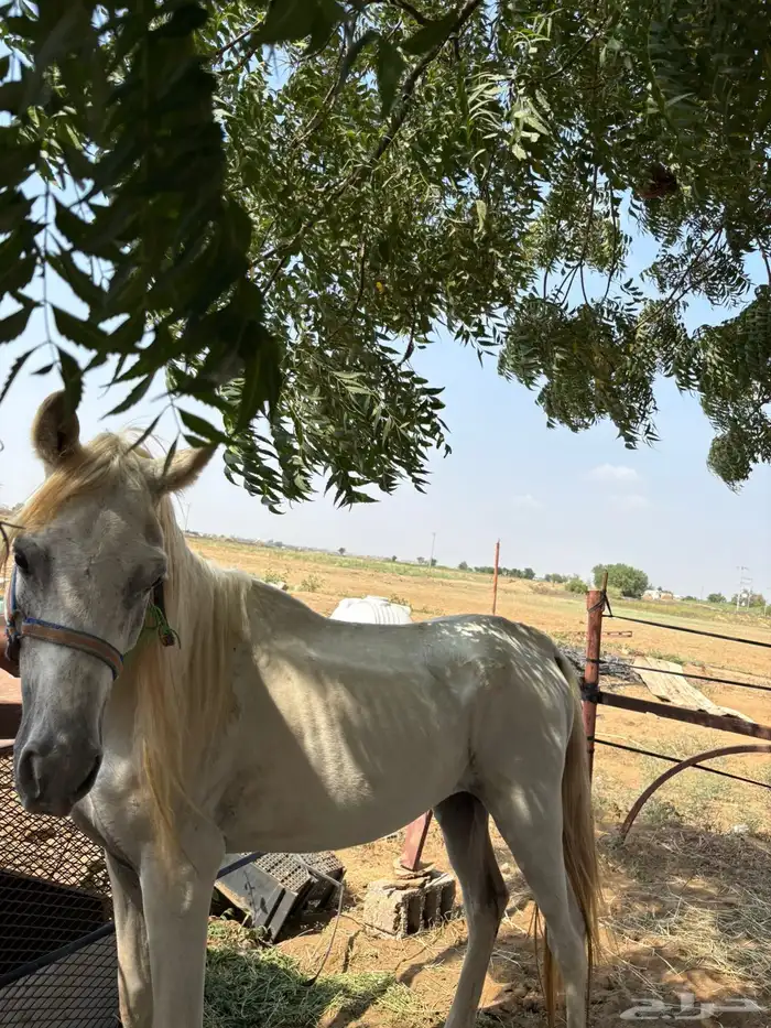 للبيع حصان ورق بس اوراقه ضايعه 2