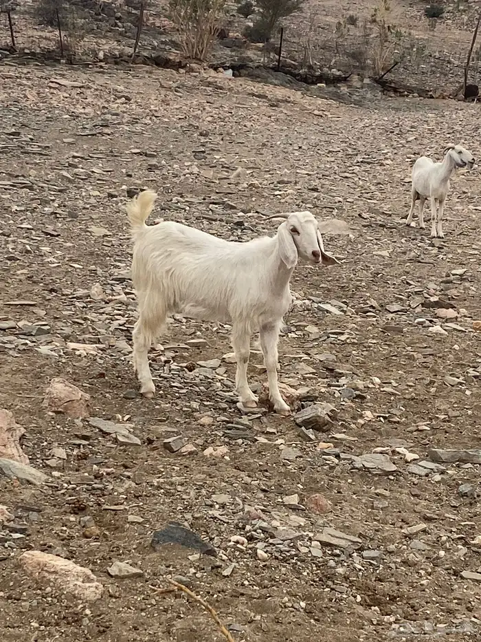 عنز مهجنه بيشي 3