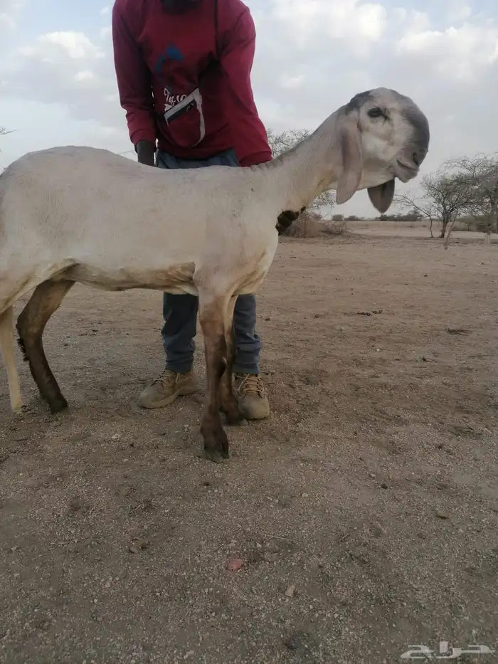فحل درماني صنف الصنف وخصم نادر 7