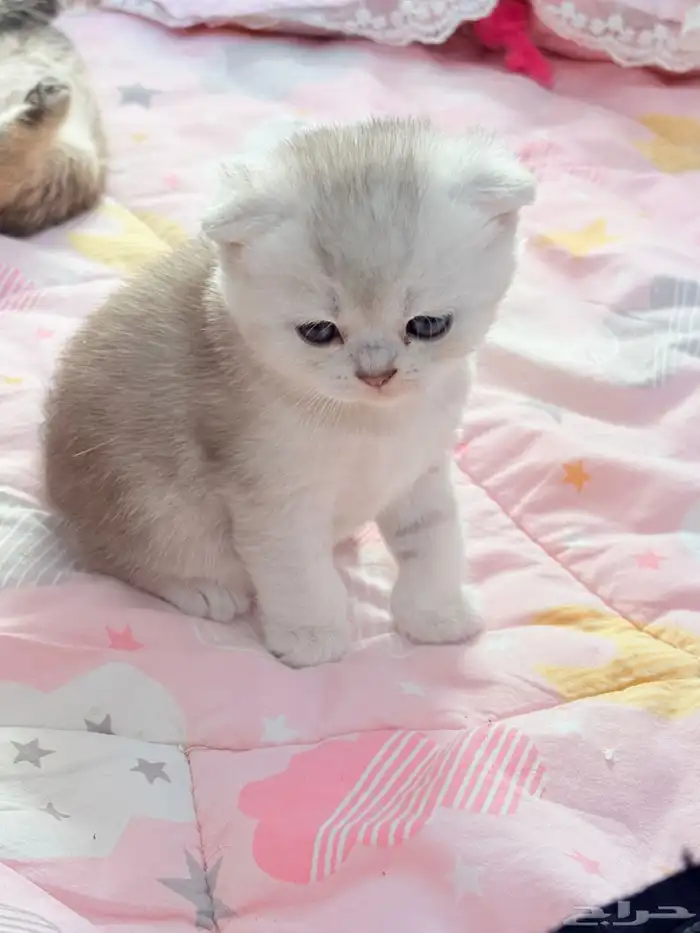 سكوتش فولد للبيع 5