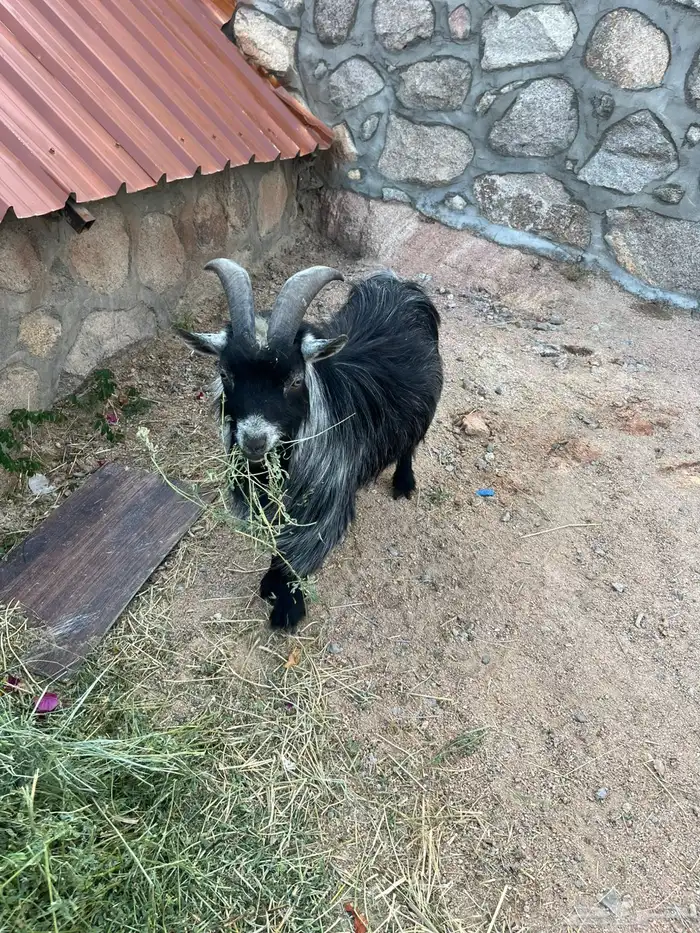 ماعز قزمي تيس وعنز معها حفره من أصول أمريكية 0