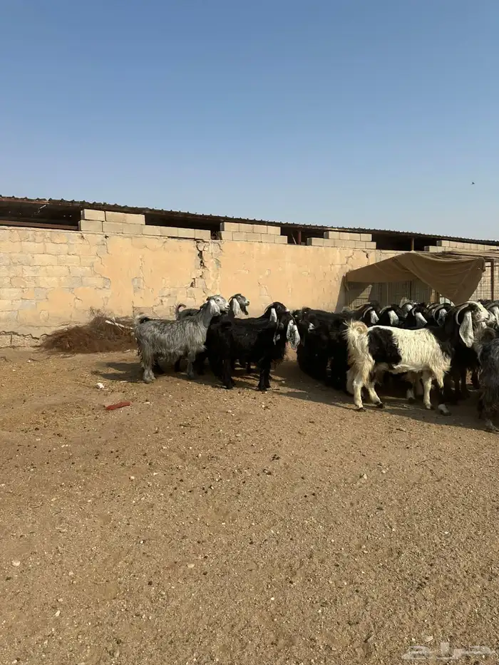 معزاء طيبه اللبييع 9