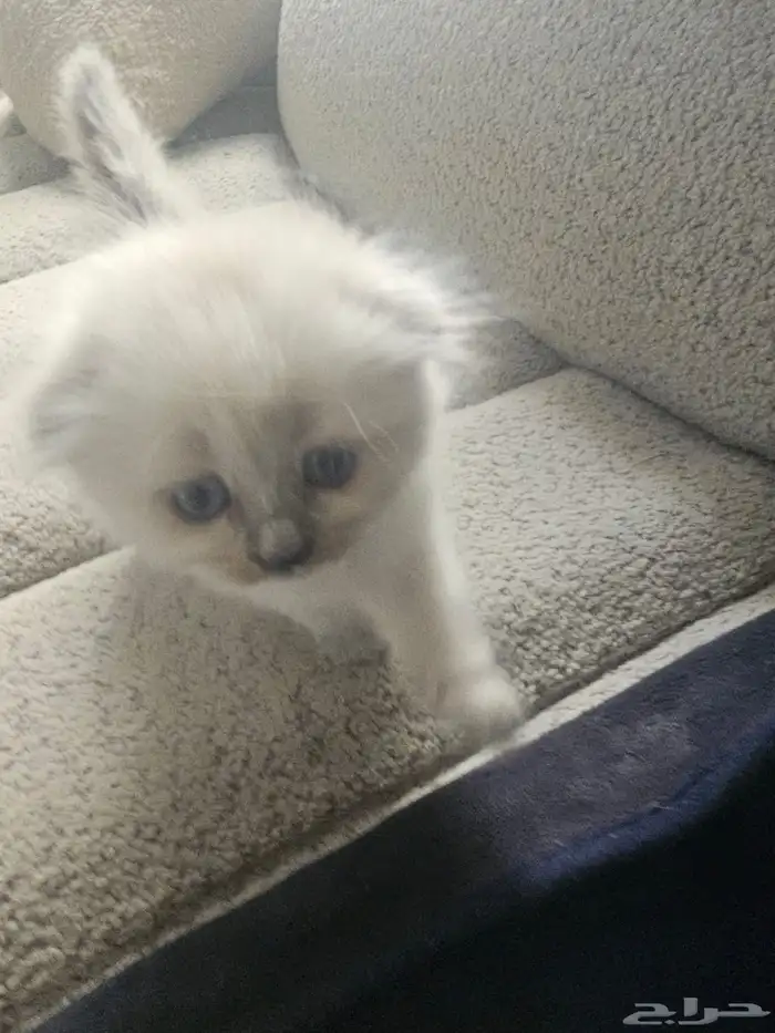 قطط صغار سكوتش هجين شيرازي للبيع 1