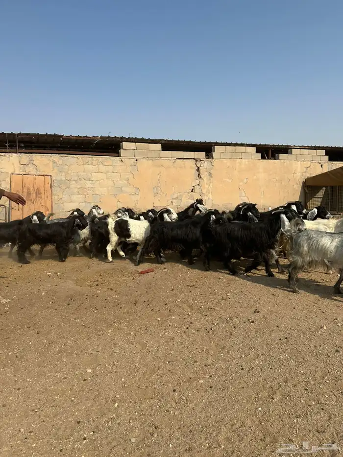 معزاء طيبه اللبييع 8