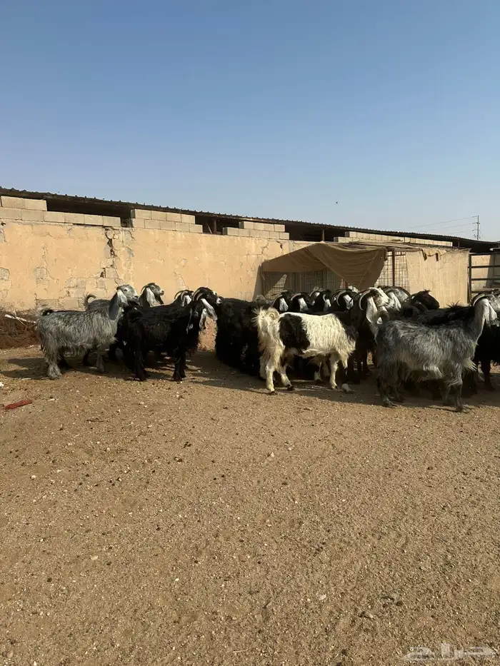 معزاء طيبه اللبييع 0