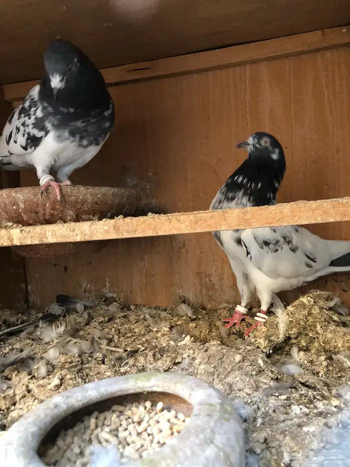 للبيع ازواج باكستاني اساس شرط صحه وانتاج 6