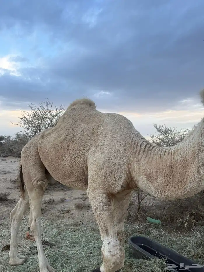 بعير رماني رباع تضهر سدسه 2