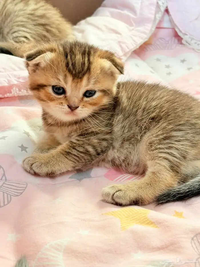 سكوتش فولد للبيع 2