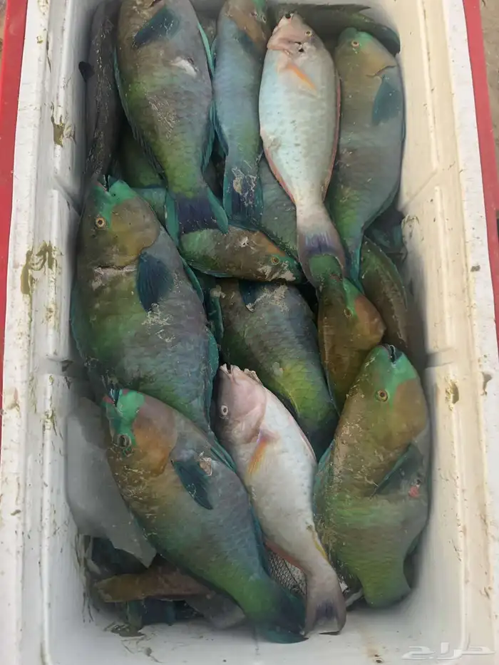 اسماك صيد اليوم 6