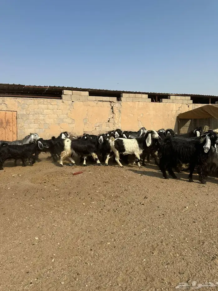 معزاء طيبه اللبييع 3