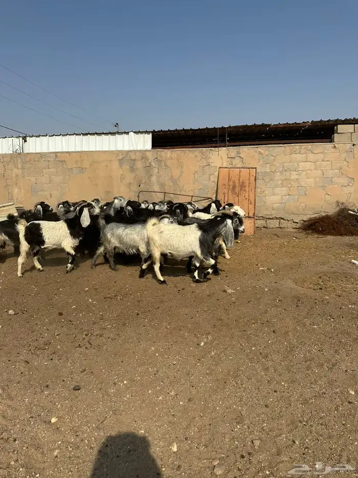 معزاء طيبه اللبييع 1