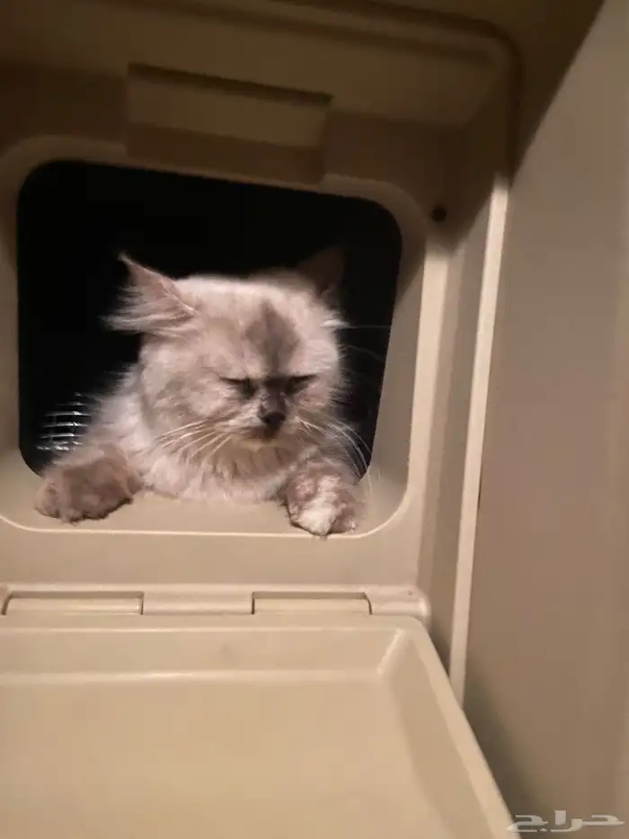 قطط شيرازي كثيرت اللاعب ولا تعظ بس تخمش اذ ظربته 2